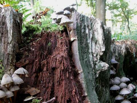 Mycena inclinata (Fr.) Quél. 1872 resmi