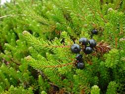 Image of crowberry