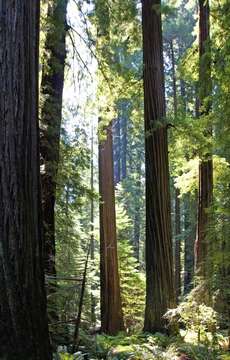 Image of redwood