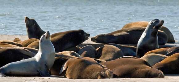 Image of Sea Lion