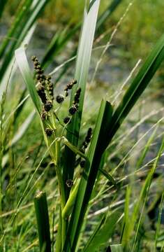 Image of Sparganium erectum subsp. neglectum (Beeby) K. Richt.