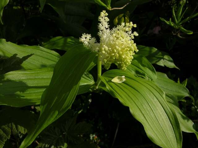 Maianthemum resmi