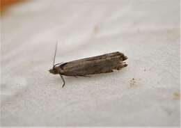 Image of Lathronympha strigana Fabricius 1775