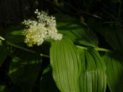 Maianthemum resmi