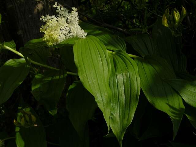 Maianthemum resmi