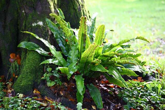 Слика од Asplenium