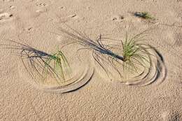 Image of beachgrass