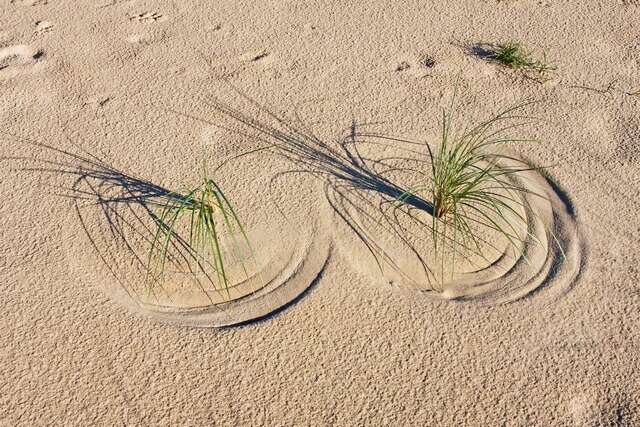 Image of beachgrass