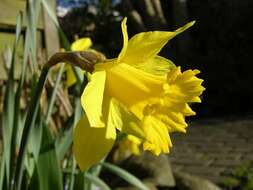 Image of daffodil