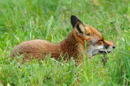 Image of Foxes