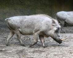 Image of Warthogs