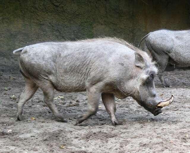 Image of Warthogs