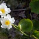 Imagem de Ranunculus lyallii Hook. fil.