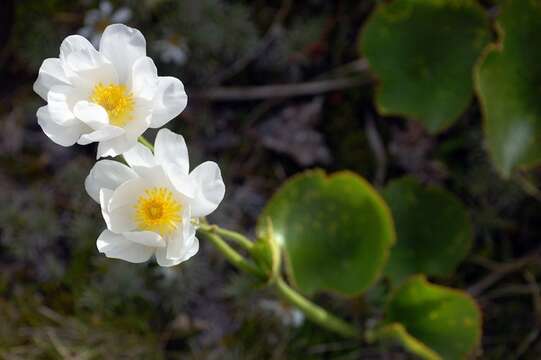 Image of Mount Cook buttercup