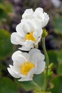 Image of Mount Cook buttercup