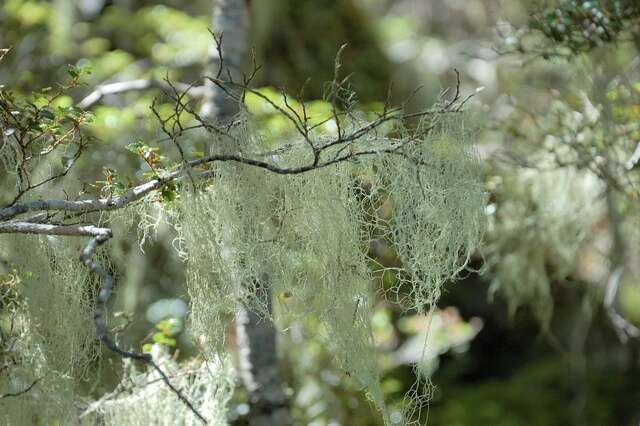 Image of Silver beech