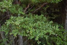 Image of <i>Nothofagus <i>solandri</i></i> var. solandri