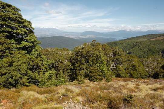 Image de Nothofagus menziesii (Hook. fil.) Oerst.