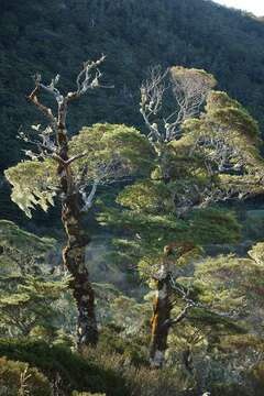 Image de Nothofagus menziesii (Hook. fil.) Oerst.