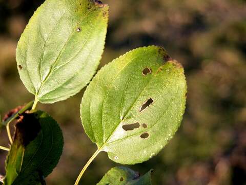 Image of buckthorn