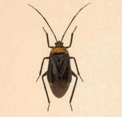 Image of Neocapsus cuneatus Distant 1893