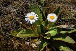 Image of Celmisia coriacea (Forst. fil.) Hook. fil.