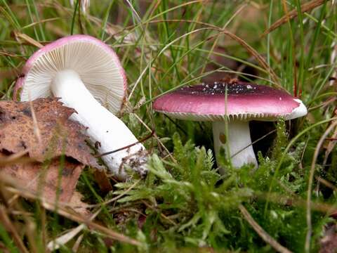 Image of Russula cessans A. Pearson 1950