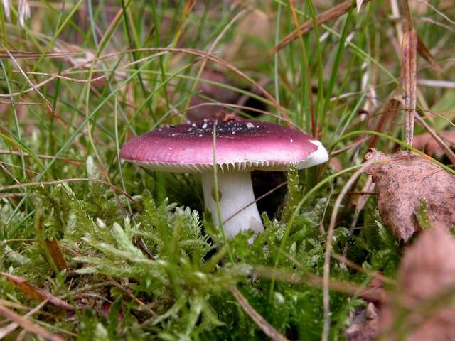 Image of Russula cessans A. Pearson 1950