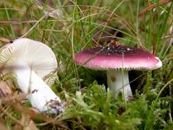 Image of Russula cessans A. Pearson 1950