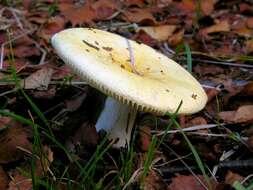 Image of yellow swamp brittlegill