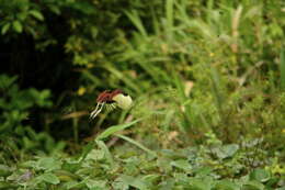 Image of Wattled Jacana