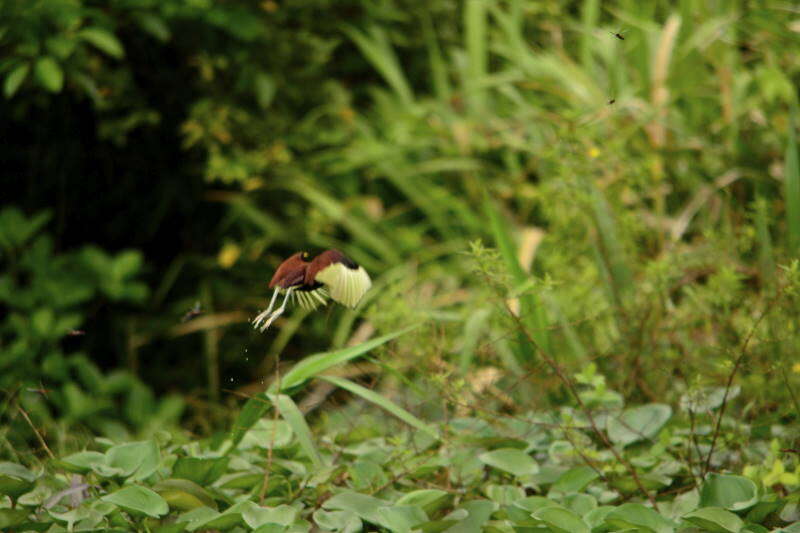 Image of Wattled Jacana