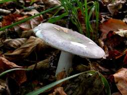 Image of Russula cyanoxantha (Schaeff.) Fr. 1863