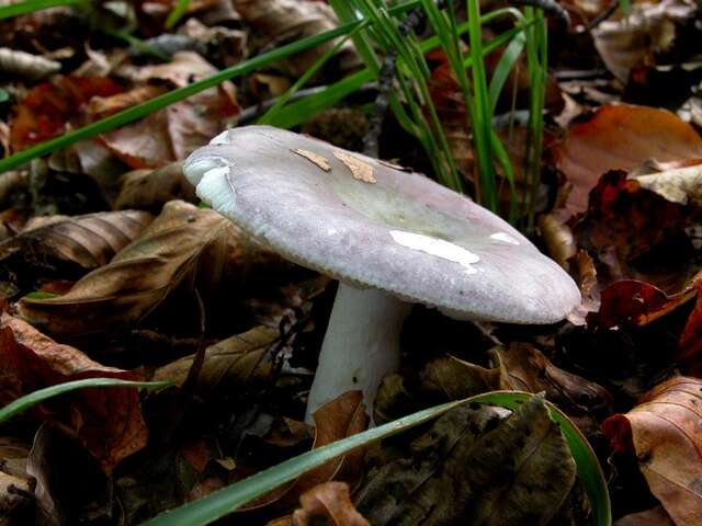 Image of Russula cyanoxantha (Schaeff.) Fr. 1863