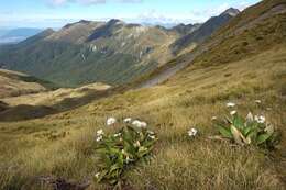 Plancia ëd Celmisia coriacea (Forst. fil.) Hook. fil.