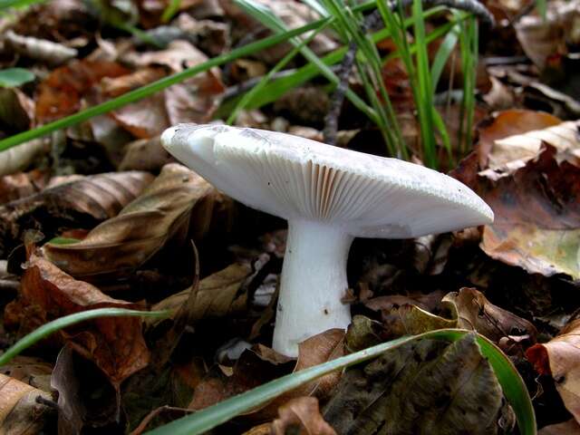 Image of Russula cyanoxantha (Schaeff.) Fr. 1863