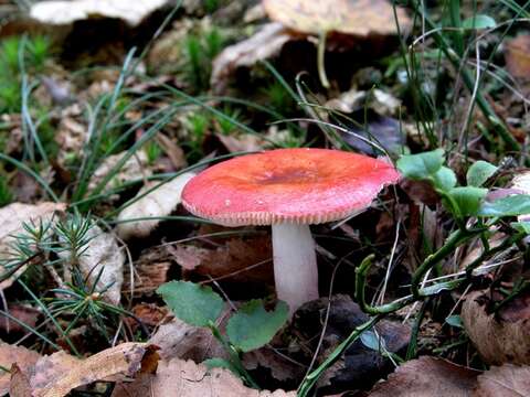 Image of Russula emetica (Schaeff.) Pers. 1796