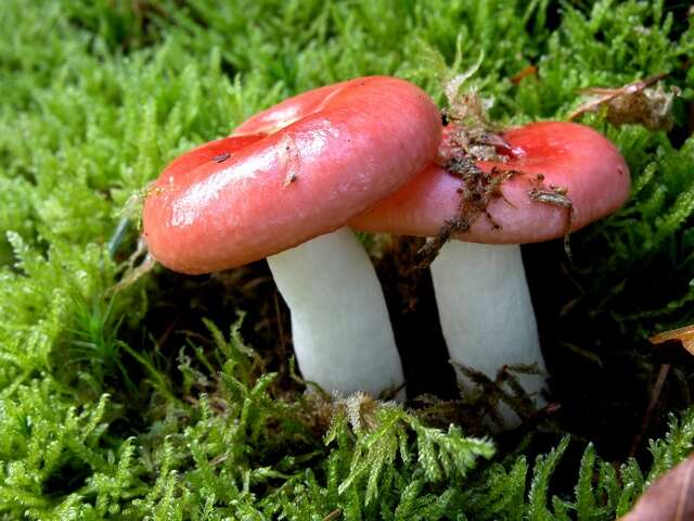 Image of Russula emetica (Schaeff.) Pers. 1796