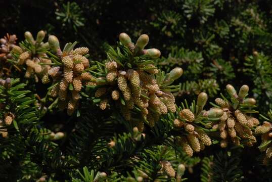 Image of Fir