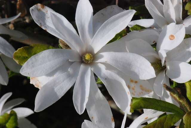 Image of magnolia