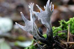 Image of Xylaria