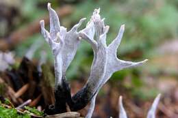 Image of Xylaria