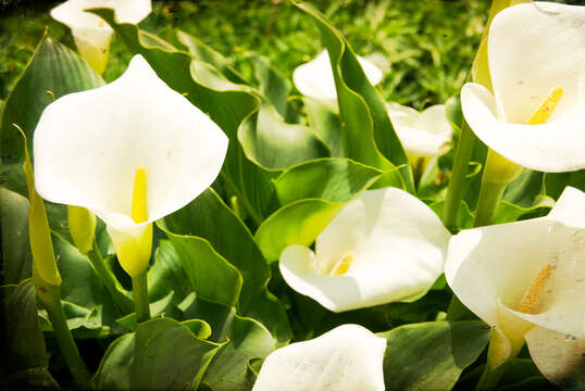 Image of calla lily