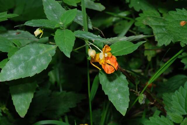 Image of Jewelweeds