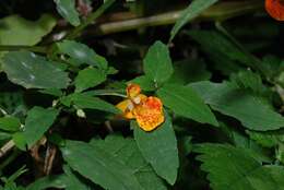 Image of Jewelweeds