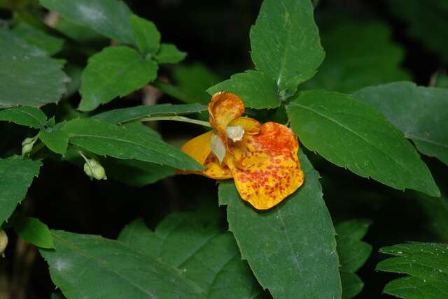 Image of Jewelweeds