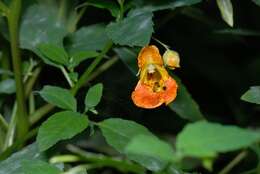 Image of Jewelweeds