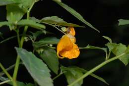 Image of Jewelweeds