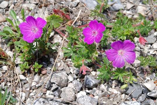 Image of geranium