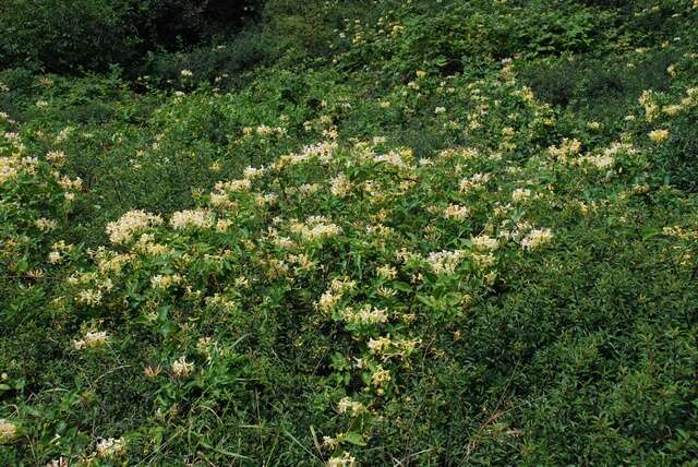 Image of honeysuckle